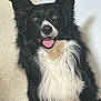 dog, border_collie, black_and_white, pet, canine, fluffy, tongue_out, ears_up, happy, animal, indoor, portrait, fur, mammal, companion, cute, looking_at_camera, friendly, domestic_animal, sitting