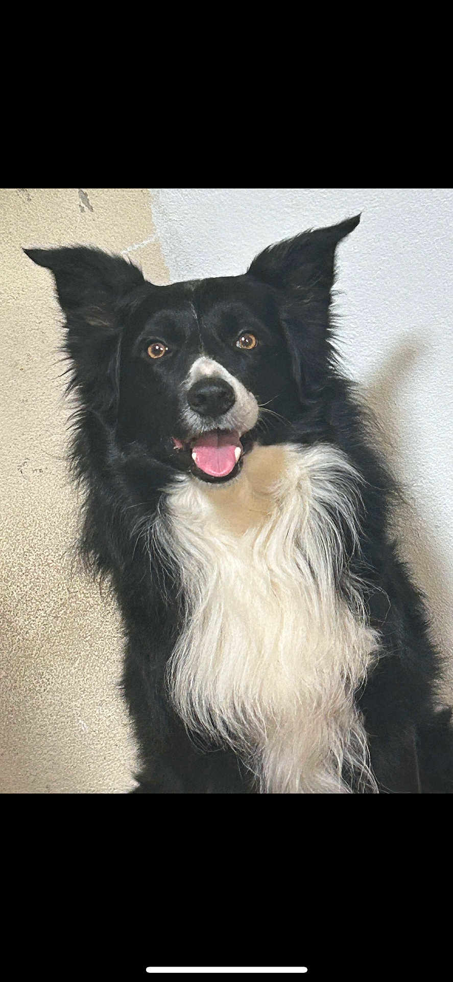 Luffy participe au concours pour gagner de l'argent avec cette photo : dog, border_collie, black_and_white, pet, canine, fluffy, tongue_out, ears_up, happy, animal, indoor, portrait, fur, mammal, companion, cute, looking_at_camera, friendly, domestic_animal, sitting