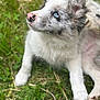 adorable, animal, black_spots, blue_eyes, close_up, cute, daylight, dog, ears, fluffy, grass, looking_up, nature, nose, outdoor, pet, puppy, sitting, white_fur, young