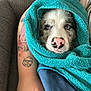 Aïko a rejoint le concours — aidez-le/la à gagner de superbes lots ! dog, towel, blue_eyes, pink_nose, tattoo, arm, couch, blanket, resting, snug, indoor, pet, animal, fur, closeup, comfort, relaxation, human_arm, blue, texture