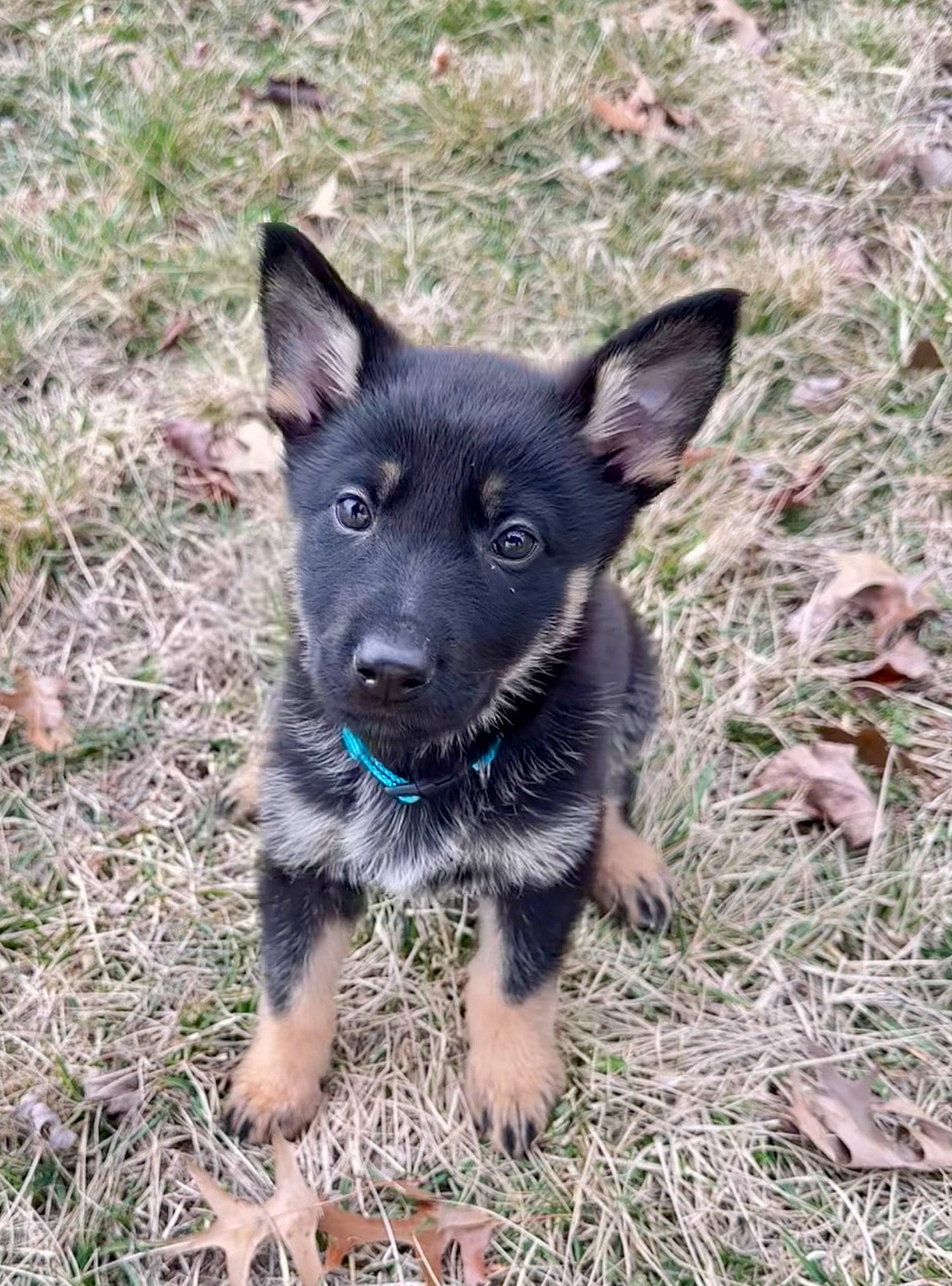 Kimber is registered to the contest to win money with this photo: black_norwegian_elkhound, canidae, carnivore, companion_dog, dog, dog_breed, grass, herding_dog, non_sporting_group, plant, sporting_group, terrestrial_animal, working_animal, working_dog