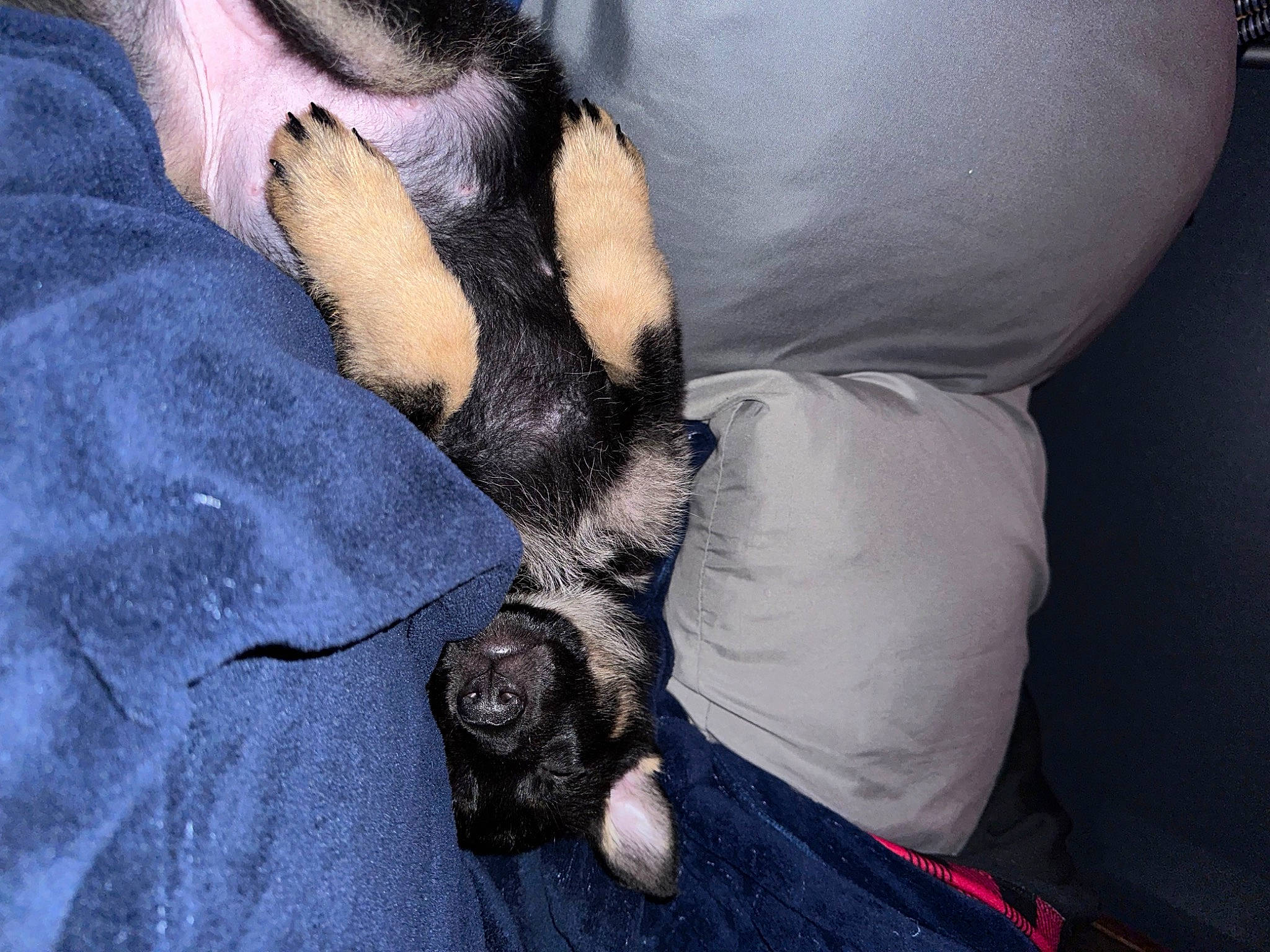 Kimber joined the competition — help win amazing prizes! carnivore, claw, comfort, companion_dog, dog, dog_breed, electric_blue, felidae, fur, gesture, grey, human_leg, nail, paw, small_to_medium_sized_cats, snout, sporting_group, toy_dog, whiskers, wrist