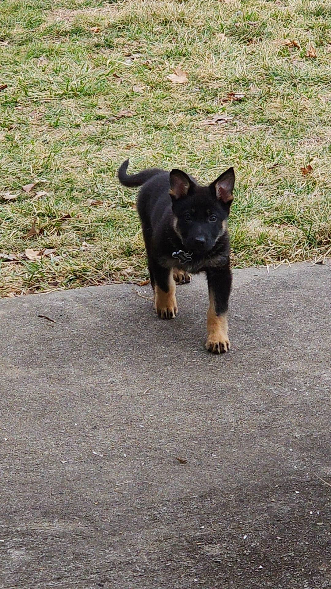 Kimber joined the competition — help win amazing prizes! asphalt, canidae, carnivore, companion_dog, dog, dog_breed, fawn, grass, guard_dog, paw, prazsky_krysarik, road_surface, snout, sporting_group, tail, terrestrial_animal, toy_dog, whiskers, working_animal, working_dog