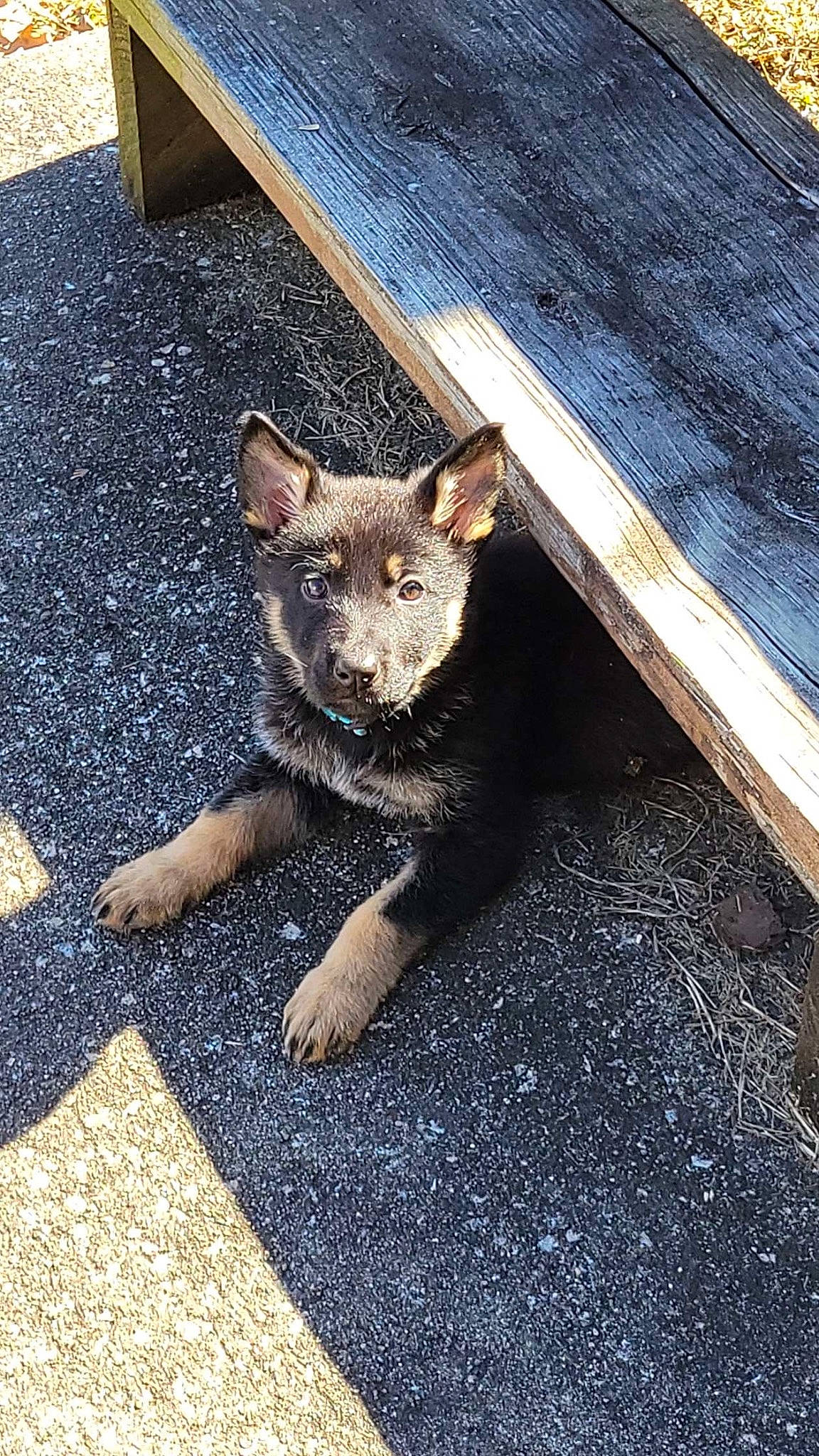 Kimber joined the competition — help win amazing prizes! asphalt, canidae, carnivore, cat, dog_breed, domestic_short_haired_cat, fawn, felidae, fur, lynx, paw, road_surface, shadow, small_to_medium_sized_cats, snout, sporting_group, street_dog, tail, terrestrial_animal, whiskers