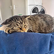 Yoda a rejoint le concours — aidez-le/la à gagner de superbes lots ! cat, tabby_cat, sleeping, relaxed, pet, animal, whiskers, paws, fur, striped_fur, closed_eyes, resting, couch, blue_fabric, indoors, living_room, fan, home, cute, nap