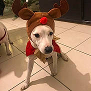 Lonny participe au concours pour gagner de l'argent avec cette photo : carnivoran, dog, dog_breed, dog_breed_group, dog_like_mammal, ear, headgear, italian_greyhound, paw, reindeer, snout