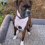 Gypsy is registered to the contest to win money with this photo: dog, boxer, pet, animal, brown, white, purple_collar, outdoor, dirt, grass, dog_bed, plush_bed, sitting, attentive, canine, fur, ears, paw, nose, collar