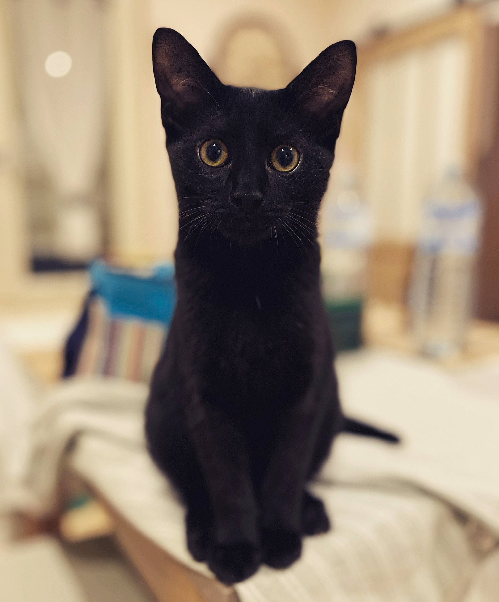 Tempete participe au concours pour gagner de l'argent avec cette photo : black_cat, bombay, carnivore, cat, domestic_short_haired_cat, electric_blue, felidae, small_to_medium_sized_cats, snout, whiskers