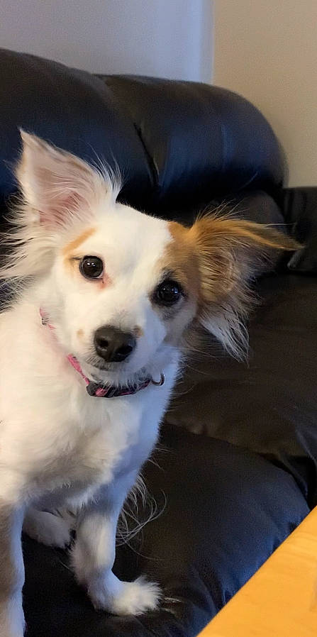 Khaleesi joined the competition — help win amazing prizes! canidae, carnivore, companion_dog, dog, dog_breed, ear, fawn, fur, plant, snout, sporting_group, whiskers, working_dog