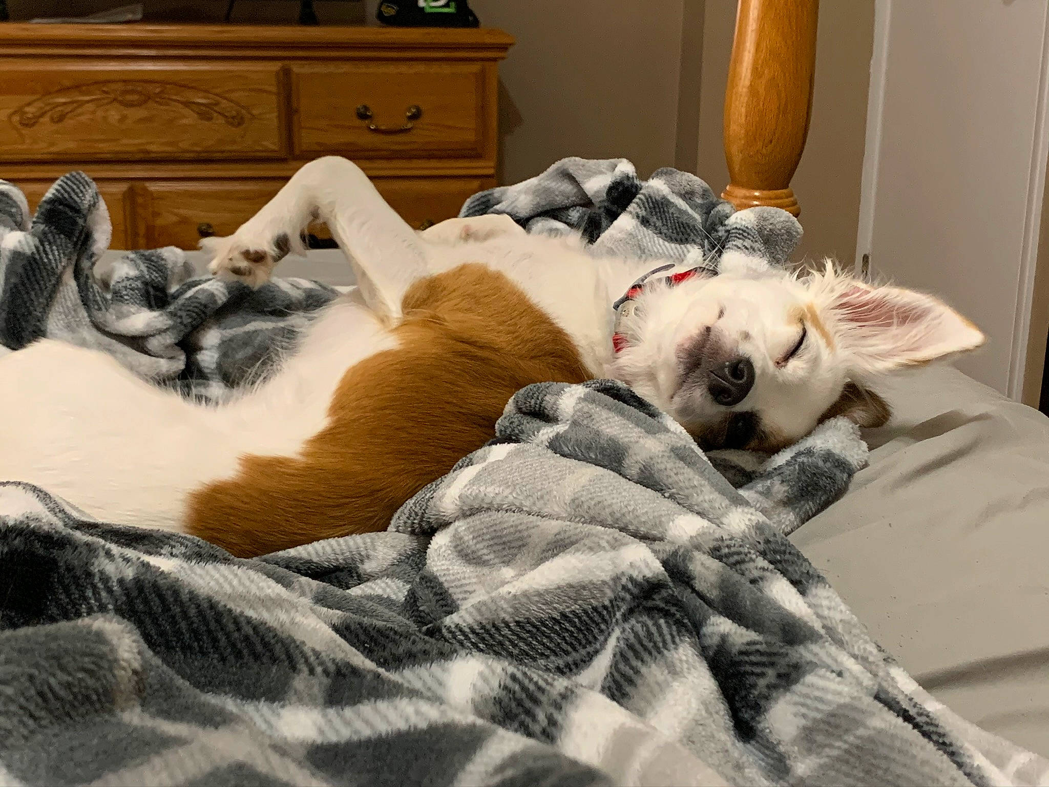 Khaleesi joined the competition — help win amazing prizes! cabinetry, carnivore, chest_of_drawers, comfort, companion_dog, couch, dog, dog_breed, drawer, dresser, fawn, felidae, furniture, grey, linens, living_room, pillow, small_to_medium_sized_cats, whiskers, wood