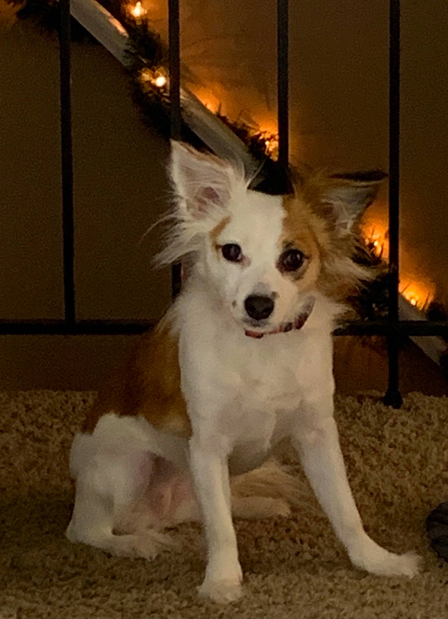 Khaleesi joined the competition — help win amazing prizes! ancient_dog_breeds, canidae, carnivore, companion_dog, dog, dog_breed, dog_supply, fashion_accessory, fawn, flooring, fur, non_sporting_group, snout, sporting_group, tail, terrestrial_animal, toy_dog, whiskers, working_animal, working_dog