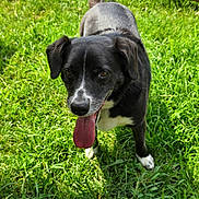 Jack joined the competition — help win amazing prizes! dog, black_and_white, tongue_out, grass, outdoor, pet, animal, canine, happy, sunlight, nature, fur, ears, tail, snout, walking, playful, summer, daytime, closeup