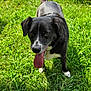 dog, black_and_white, tongue_out, grass, outdoor, pet, animal, canine, happy, sunlight, nature, fur, ears, tail, snout, walking, playful, summer, daytime, closeup