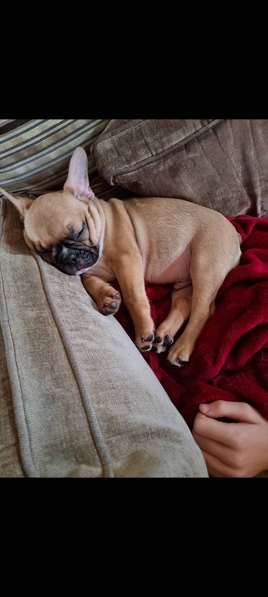 Coco is registered to the contest to win money with this photo: bulldog, canidae, carnivore, comfort, companion_dog, dog, dog_breed, ear, fawn, felidae, gesture, linens, nap, snout, sporting_group, toy_dog, watch, whiskers, working_animal, wrinkle