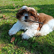 Ayden a rejoint le concours — aidez-le/la à gagner de superbes lots ! puppy, dog, grass, stick, outdoor, brown, white, fur, cute, pet, animal, playful, nature, sunlight, laying, young, small, adorable, friendly, daytime