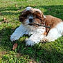 puppy, dog, grass, stick, outdoor, brown, white, fur, cute, pet, animal, playful, nature, sunlight, laying, young, small, adorable, friendly, daytime