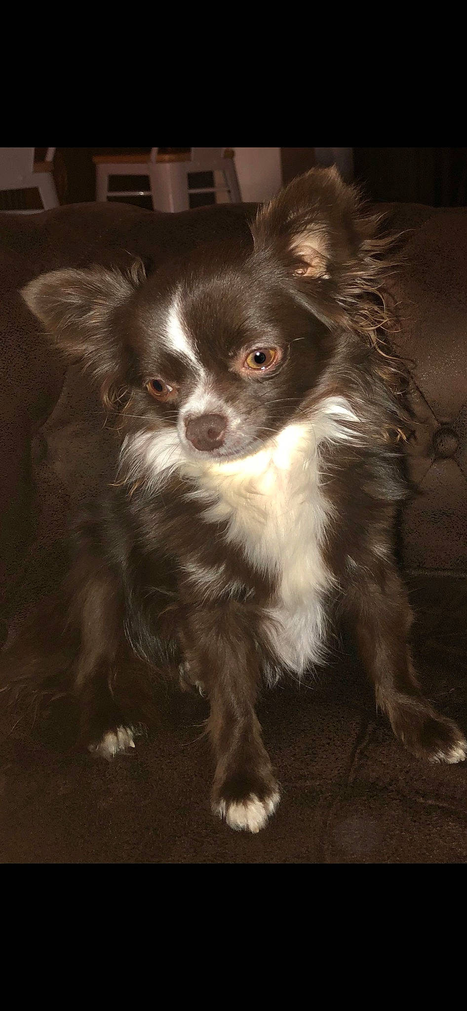 Pholie participe au concours pour gagner de l'argent avec cette photo : canidae, carnivore, companion_dog, corgi_chihuahua, darkness, dog, dog_breed, dog_supply, fur, snout, sporting_group, terrestrial_animal, toy_dog, whiskers, working_animal, working_dog