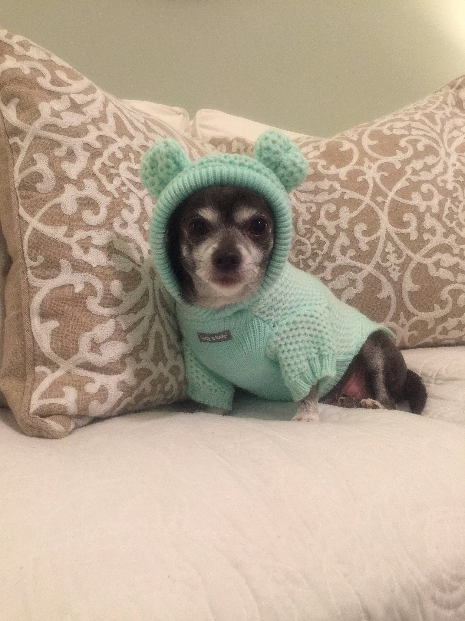 Madalynn joined the competition — help win amazing prizes! canidae, carnivore, companion_dog, dog, dog_breed, fur, furniture, puppy, room