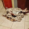 Tiako a rejoint le concours — aidez-le/la à gagner de superbes lots ! animal, blanket, canine, comfortable, cozy, dog, dog_bed, funny_pose, fur, home, indoor, legs_up, lying_down, pet, relaxing, resting, sleeping_position, spotted_dog, tile_floor, wooden_cabinet