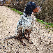 Tiako participe au concours pour gagner de l'argent avec cette photo : animal, canine, daytime, dirt, dog, forest, fur, grass, muddy, nature, outdoor, park, path, pet, quiet, side_view, sitting, spotted, trees, walk