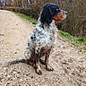 animal, canine, daytime, dirt, dog, forest, fur, grass, muddy, nature, outdoor, park, path, pet, quiet, side_view, sitting, spotted, trees, walk