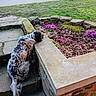 Tiako participe au concours pour gagner de l'argent avec cette photo : animal, canine, curious, daylight, dog, flowers, garden, grass, moss, nature, outdoor, pet, pink_flowers, resting, road, stone_path, stone_planter, sunlight, village, wall