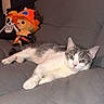 cat, gray_cat, white_cat, couch, sofa, plush_toy, stuffed_animal, indoor, relaxed, pet, animal, home, furniture, cute, lying_down, cozy, living_room, toy, colorful, resting