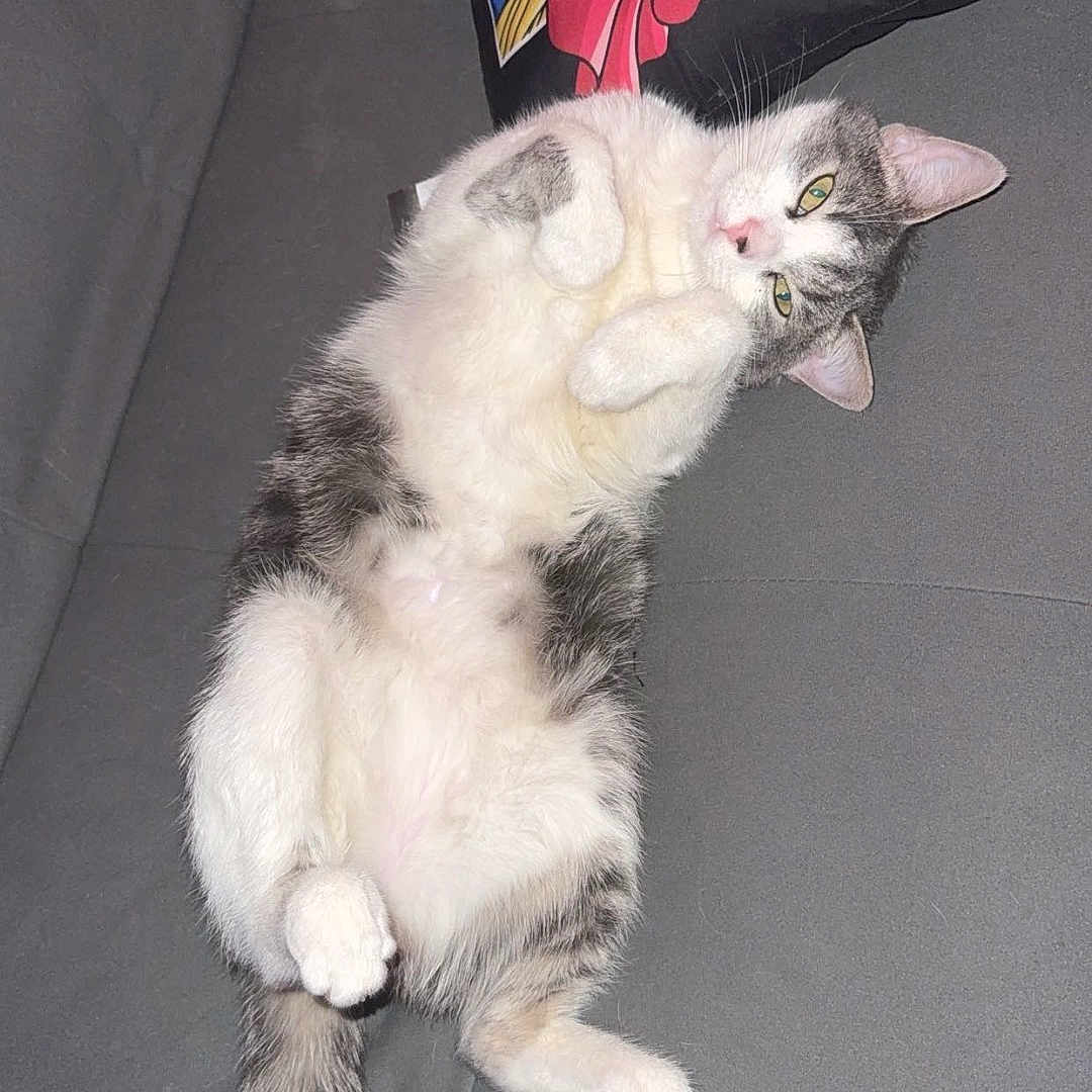 Maze participe au concours pour gagner de l'argent avec cette photo : cat, gray_couch, pillow, cartoon_character, relaxed, fluffy, white_and_gray, pet, indoor, feline, cute, lying_down, playful, cozy, soft_texture, animal, domestic_cat, resting, cushion, furniture