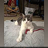 Maze a rejoint le concours — aidez-le/la à gagner de superbes lots ! cat, animal, indoor, fluffy_rug, red_string, grey_and_white, pet, relaxed, playful, floor, poster, anime, chair, desk, room, cords, bag, furniture, cute, paw