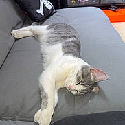 Maze participe au concours pour gagner de l'argent avec cette photo : cat, sleeping, sofa, gray, white, pillow, pirate, indoor, furniture, relaxing, pet, animal, collectibles, figurines, display_case, resting, cozy, home, cute, nap