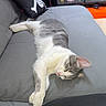 cat, sleeping, sofa, gray, white, pillow, pirate, indoor, furniture, relaxing, pet, animal, collectibles, figurines, display_case, resting, cozy, home, cute, nap