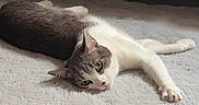 Maze participe au concours pour gagner de l'argent avec cette photo : cat, indoor, rug, fluffy_rug, relaxed, gray_and_white_cat, furniture, couch, blanket, pet, animal, laying_down, floor, cozy, home, domestic_cat, mammal, whiskers, ears, paws