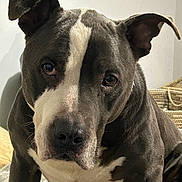 Brooklyn joined the competition — help win amazing prizes! dog, pet, indoor, close_up, gray_coat, white_coat, ears, eyes, blanket, basket, animal, mammal, companion, portrait, sitting, looking, furniture, canine, domestic, cute