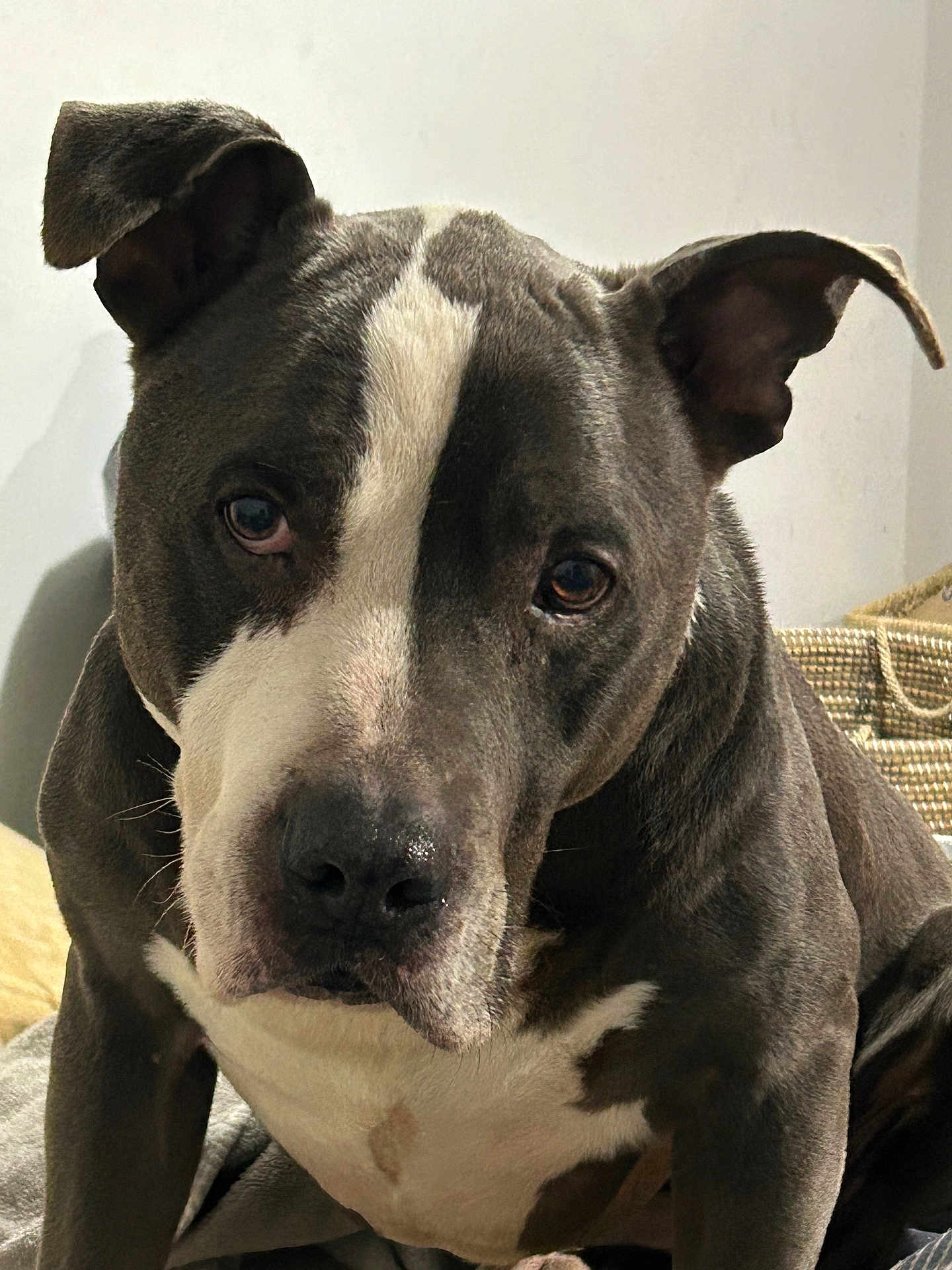 Brooklyn joined the competition — help win amazing prizes! dog, pet, indoor, close_up, gray_coat, white_coat, ears, eyes, blanket, basket, animal, mammal, companion, portrait, sitting, looking, furniture, canine, domestic, cute
