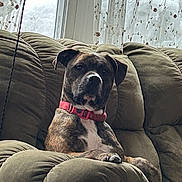 Bubba is registered to the contest to win money with this photo: dog, brindle, collar, pink_collar, couch, sofa, indoor, window, curtains, snow, pet, animal, relaxed, seated, furniture, cozy, home, canine, looking, portrait