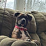animal, brindle, canine, collar, couch, cozy, curtains, dog, furniture, home, indoor, looking, pet, pink_collar, portrait, relaxed, seated, snow, sofa, window