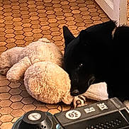 Vans a rejoint le concours — aidez-le/la à gagner de superbes lots ! dog, black_dog, teddy_bear, stuffed_animal, floor, hexagonal_tiles, gaming_controller, indoor, resting, lying_down, pet, toy, closeup, cozy, animal, home, relaxing, companion, cute, comfort