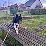 dog, bench, leash, grass, house, bush, outdoor, pet, animal, twilight, wood, nature, yard, leisure, canine, fur, tongue, playful, daylight, sky