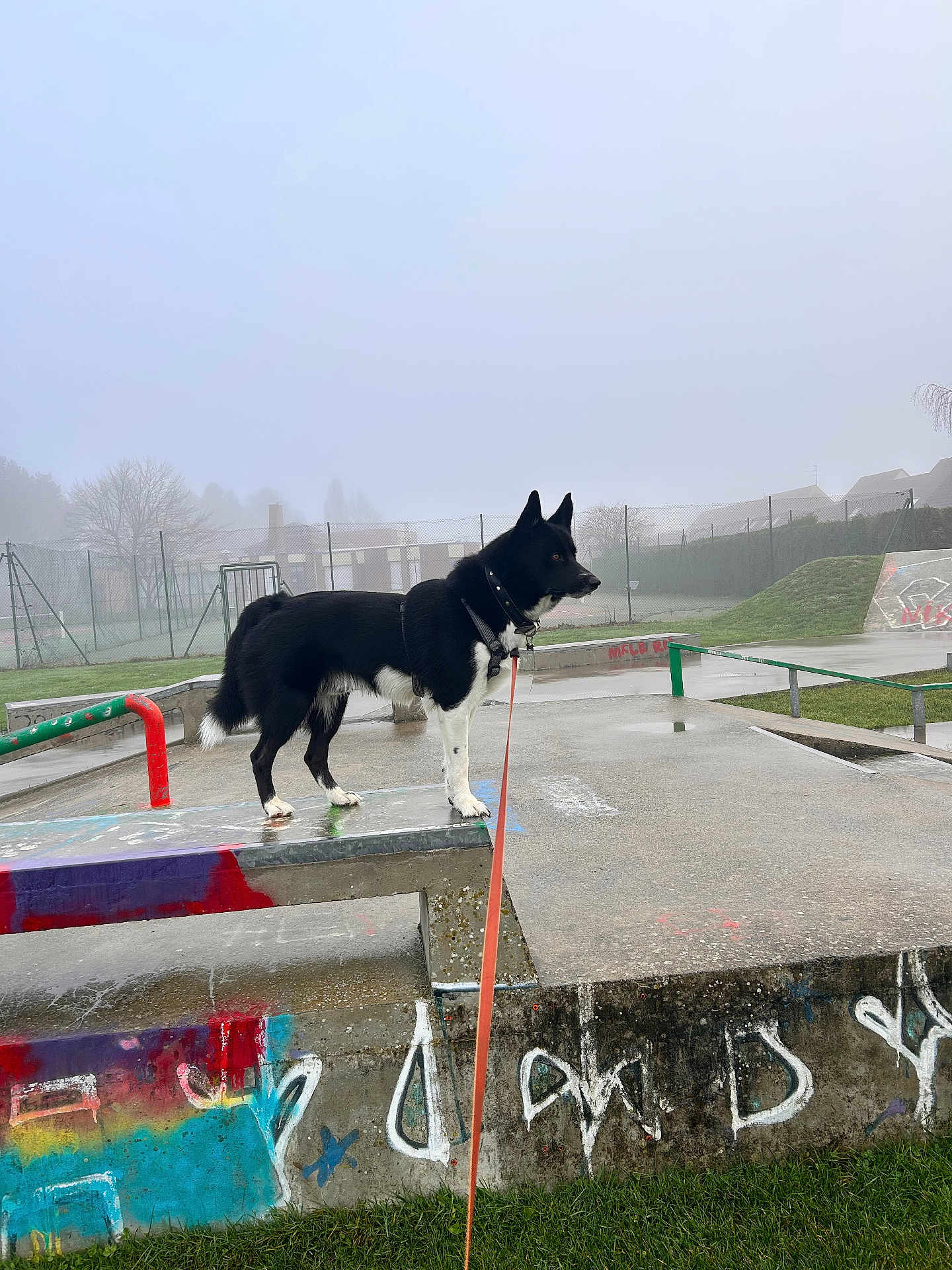 Vans participe au concours pour gagner de l'argent avec cette photo : dog, leash, skate_park, concrete, graffiti, fog, outdoor, grass, fence, collar, side_view, black_and_white, animal, pet, standing, urban, mist, daytime, quiet, calm