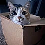 cat, calico, tabby, pet, cardboard_box, box, close_up, portrait, big_eyes, whiskers, curious, indoor, carpet, home, cute, face, ears, nose, feline, amazon_box