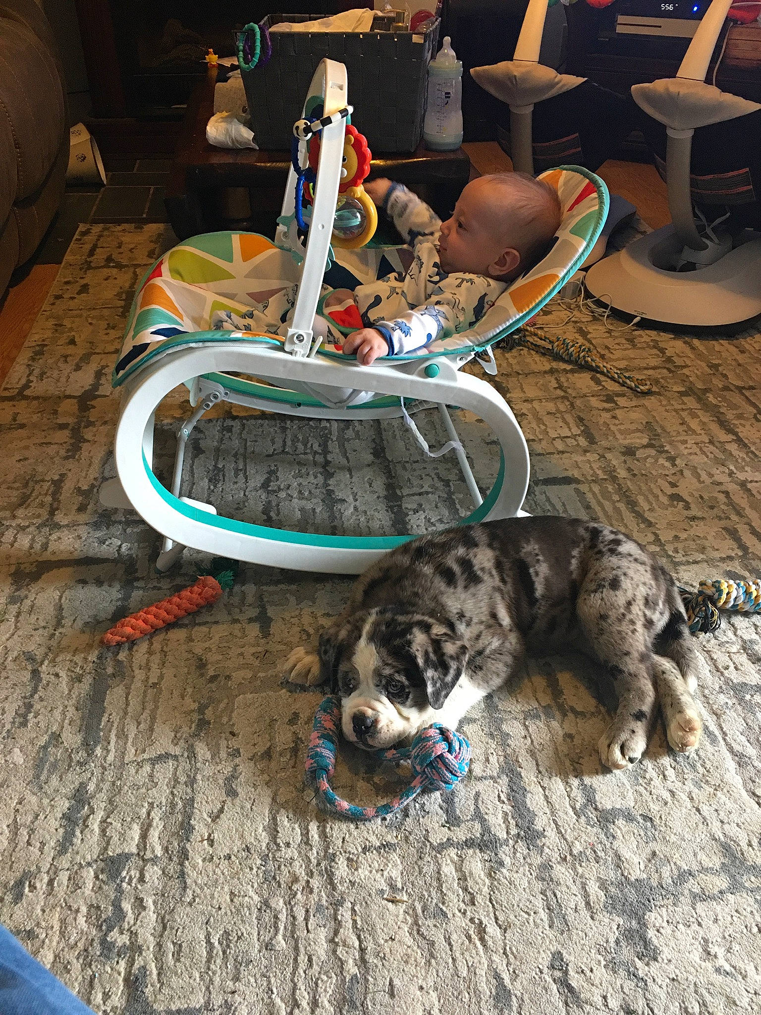 Apollo is registered to the contest to win money with this photo: automotive_tire, automotive_wheel_system, carnivore, cat, chair, companion_dog, dog_breed, domestic_short_haired_cat, electrical_wiring, felidae, flooring, fur, furniture, grass, hardwood, paw, small_to_medium_sized_cats, tail, whiskers, wood