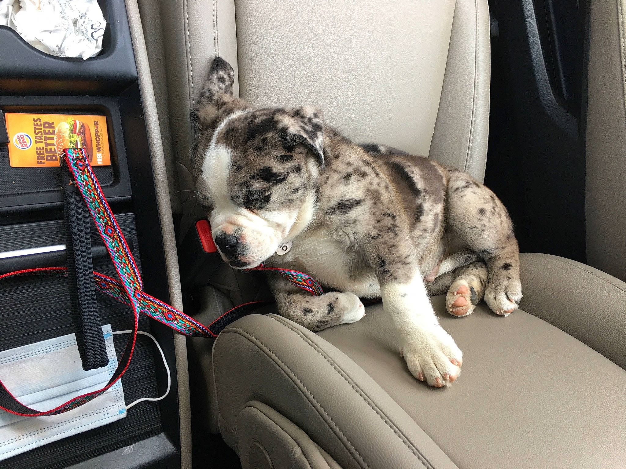 Apollo is registered to the contest to win money with this photo: auto_part, automotive_design, automotive_exterior, automotive_tire, carnivore, cat, comfort, dog_breed, family_car, felidae, fur, gas, luxury_vehicle, machine, mode_of_transport, motor_vehicle, small_to_medium_sized_cats, vehicle, vehicle_door, whiskers