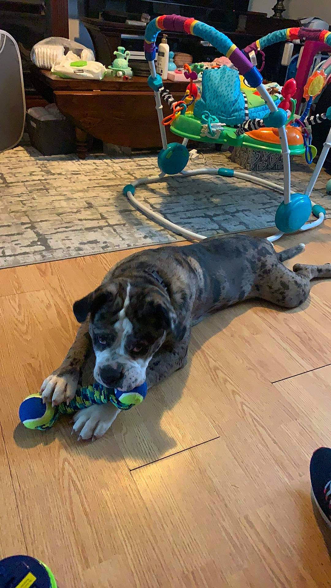 Apollo is registered to the contest to win money with this photo: blue, canidae, carnivore, chair, collar, companion_dog, dog, dog_breed, fawn, floor, flooring, green, hardwood, laminate_flooring, snout, sporting_group, terrestrial_animal, wood, wood_flooring, working_animal