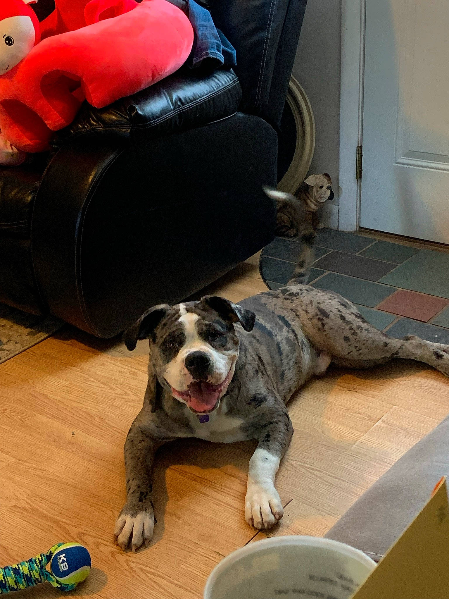 Apollo joined the competition — help win amazing prizes! backpack, bag, carnivore, chair, collar, comfort, companion_dog, dog, dog_breed, door, fawn, floor, flooring, luggage_and_bags, mammal, pet_supply, snout, sporting_group, vertebrate, wood