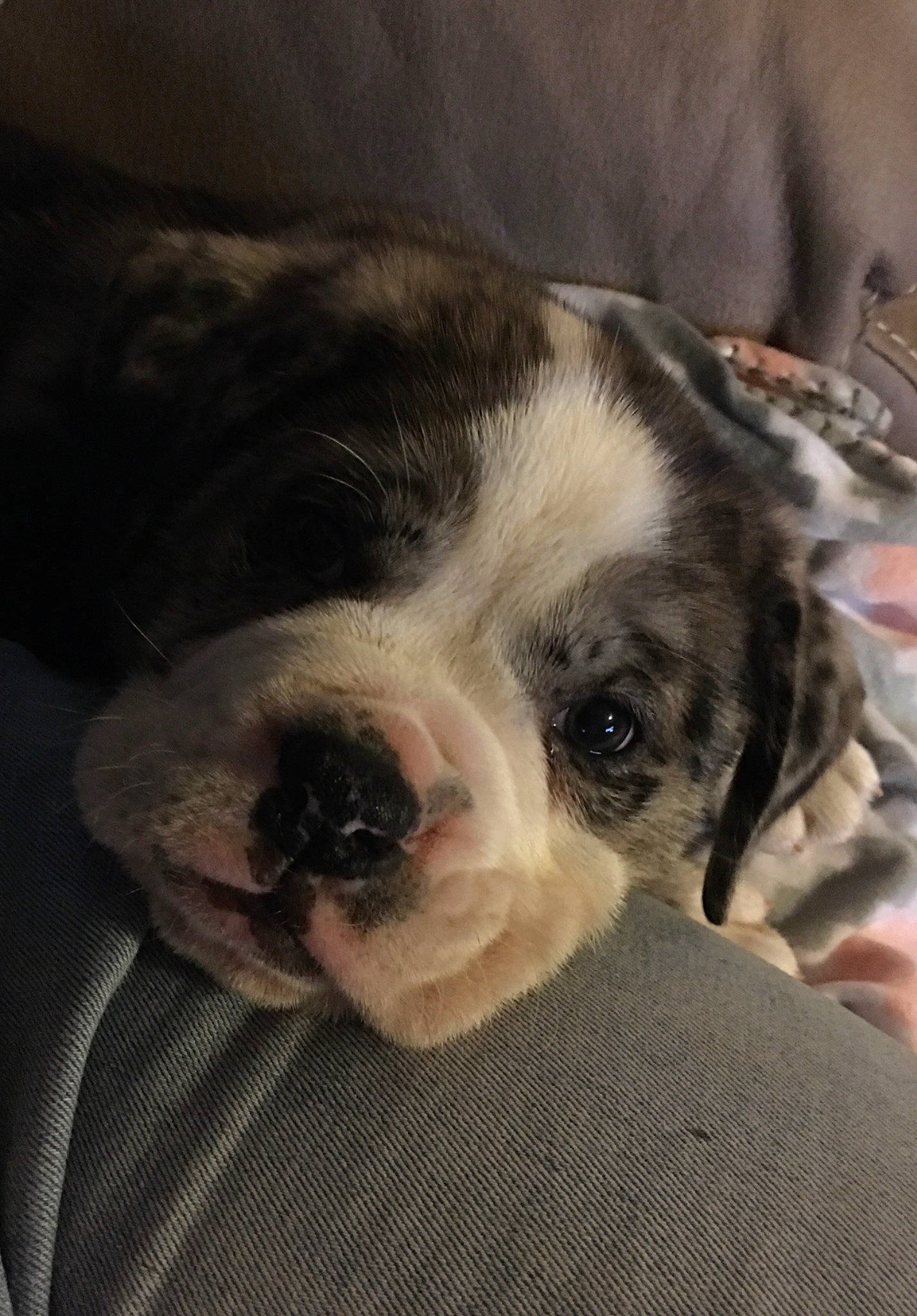 Apollo joined the competition — help win amazing prizes! boston_terrier, canidae, carnivore, cloud, comfort, companion_dog, couch, dog, dog_breed, ear, fawn, fur, head, snout, sporting_group, terrestrial_animal, toy_dog, whiskers, working_animal, wrinkle