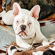 Rebel is registered to the contest to win money with this photo: dog, french_bulldog, white_dog, blue_eyes, blanket, cozy, indoor, pet, animal, resting, cute, canine, fur, ears, snout, companion, relaxing, brown, patterned_blanket, two_dogs