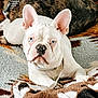 dog, french_bulldog, white_dog, blue_eyes, blanket, cozy, indoor, pet, animal, resting, cute, canine, fur, ears, snout, companion, relaxing, brown, patterned_blanket, two_dogs