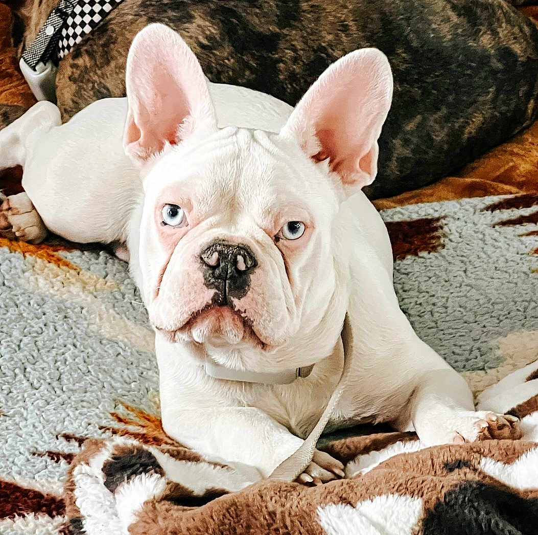 Rebel is registered to the contest to win money with this photo: dog, french_bulldog, white_dog, blue_eyes, blanket, cozy, indoor, pet, animal, resting, cute, canine, fur, ears, snout, companion, relaxing, brown, patterned_blanket, two_dogs