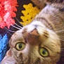 Mango is registered to the contest to win money with this photo: blurry, cat, close_up, colorful, cozy, crochet_blanket, cute, ear, fur, furry, green_eyes, indoor, looking_up, nose, pattern, pet, portrait, relaxed, tabby_cat, whiskers