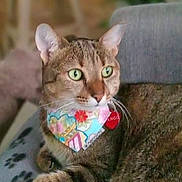 Mango joined the competition — help win amazing prizes! animal, bandana, blanket, cat, close_up, collar, cute, domestic, feline, fur, green_eyes, indoor, mammal, paws, pet, portrait, relaxed, resting, tabby, whiskers